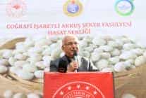 Akkuş Fasulyesinde Hasat Başladı