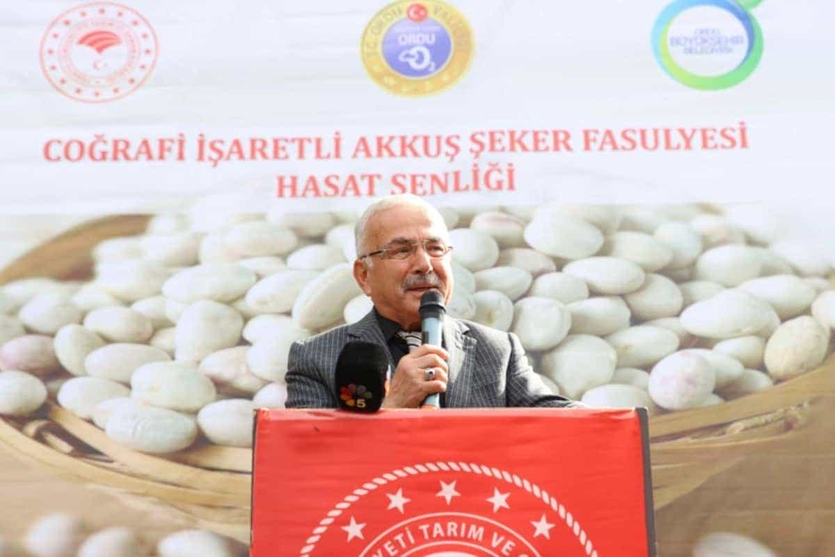 Akkuş Fasulyesinde Hasat Başladı