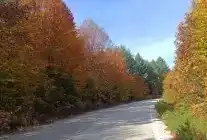 Bilecik Bozcaarmut’ta Sonbaharın Büyüleyici Renkleri