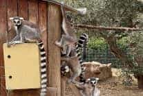 izmir dogal yasam parkinda davranis zenginlestirme atolyesi