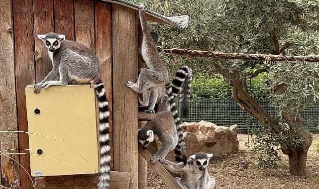 izmir dogal yasam parkinda davranis zenginlestirme atolyesi