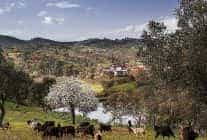 seferihisar orhanli koyunde zeytin hasadi festivaline davetlisiniz