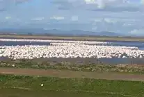 CHP’li Yazgan’dan Gala Gölü’nün Korunması İçin Soru Önergeleri