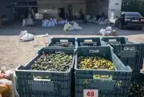 Bornova’da Zeytin Dalından Sofraya Ücretsiz Destek