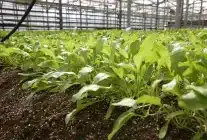 Konya Şeker, Pancarda Uluslararası Başarıya İmza Attı