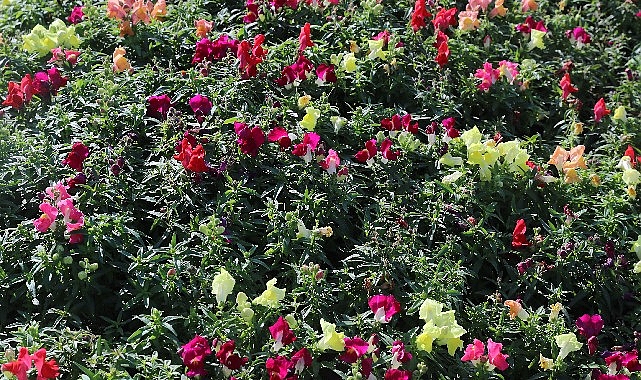 antalyada 4 milyon cicek toprakla bulusuyor