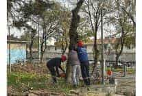 bakirkoy belediyesinden teke bocegine karsi etkin mucadele