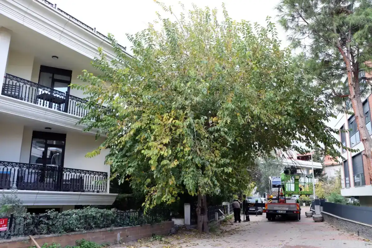 İstanbul Maltepe’de Budama Sezonu Başladı