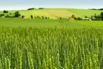 Tarım-ÜFE Yıllık %45,40 Arttı: Tek Yıllık Bitkisel Ürünlerde Sert Fiyat Artışı