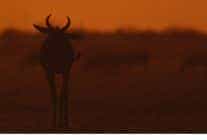 iki bolumden olusan mara yeniden dogus 16 ve 23 kasim pazar gunleri 20 00de national geographic wild ekranlarinda izleyicilerle bulusuyor