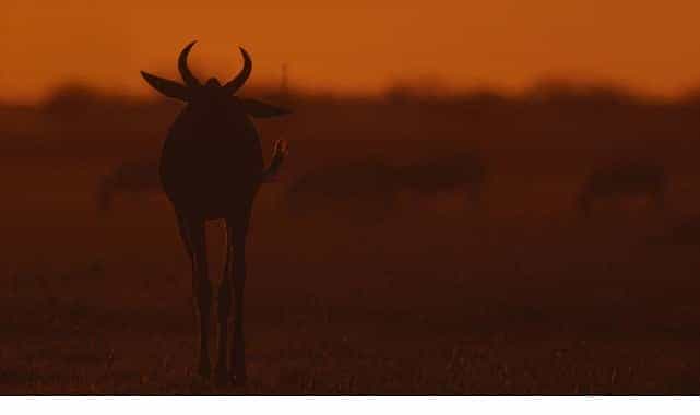 iki bolumden olusan mara yeniden dogus 16 ve 23 kasim pazar gunleri 20 00de national geographic wild ekranlarinda izleyicilerle bulusuyor