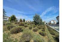 malkarada daha yesil bir kent icin lavanta fidani ekimi basladi