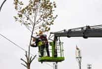 maltepede budama zamani