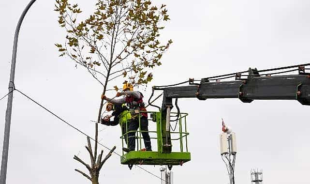maltepede budama zamani