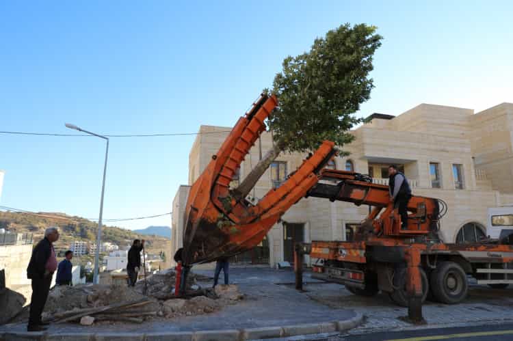 Mardin Yeşilli’de Büyük Dönüşüm: 50 Bin Ağaçlık Yeşil Hamle