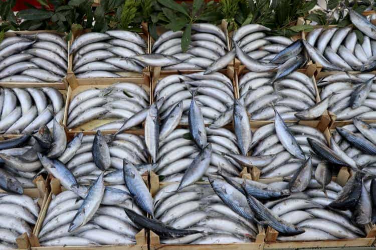 Av Sezonunun İlk Üç Ayında Hamsi Zirvede