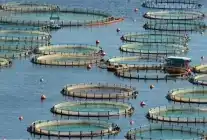 Türkiye, Akdeniz ve Karadeniz’de Su Ürünlerinde Zirvede