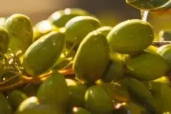 İzmir, 19 Aralık’ta Kooperatifçilik Panellerine Ev Sahipliği Yapacak