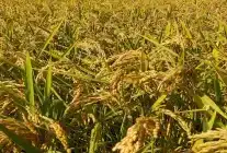 Ekim Ayında Pirinç İthalatı 13 Kat Arttı