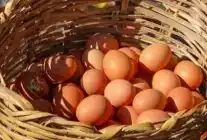 Ordu Yumurta Sektöründe Büyüme Dönemi