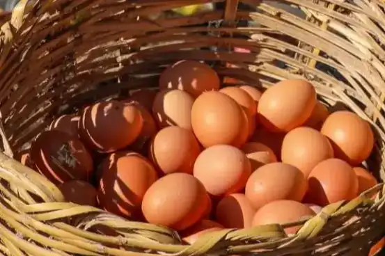 Ordu Yumurta Sektöründe Büyüme Dönemi