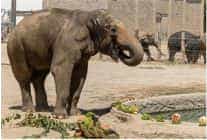 izmir dogal yasam parkinin fillerine hayat kurtaran ayak bakimi