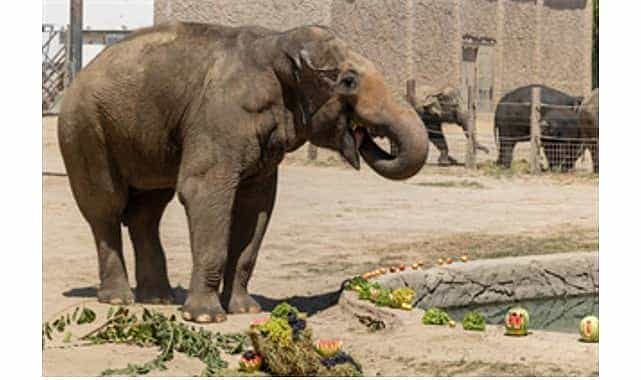 izmir dogal yasam parkinin fillerine hayat kurtaran ayak bakimi