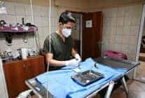 kemerde 227 sokak hayvani kisirlastirildi