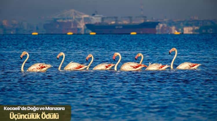 Kocaeli’nin En Güzel Kareleri Belli Oldu