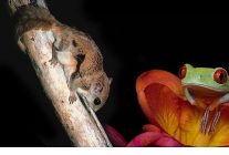 3 bolumden olusan doganin en tuhaflari 18 ocak pazar 20 00de ilk iki bolumuyle national geographic wild ekranlarinda