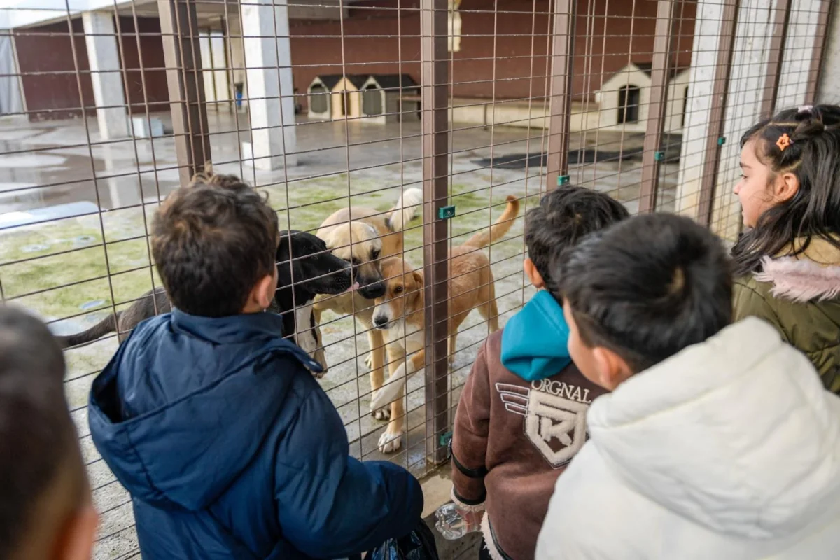 İzmir Büyükşehir Sokak Hayvanları İçin Seferber Oldu