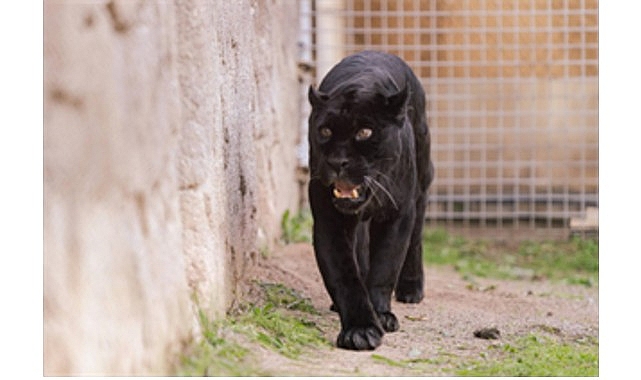 dogal yasam parkinin jaguari juliet yasama veda etti