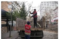 keciorende budama calismasiyla yesil ortu korunuyor
