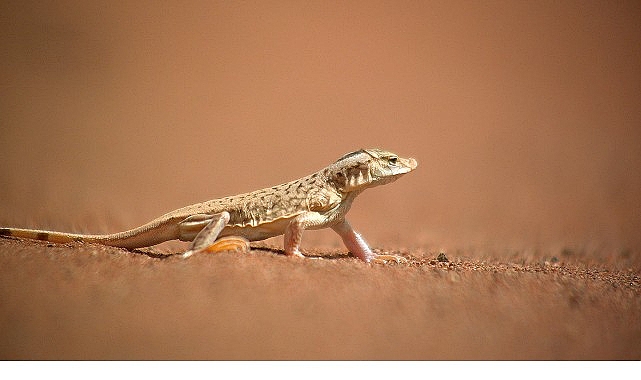 sira disi canlilar ozel 11 ocak pazar 20 00de national geographic wild ekranlarinda izleyicilerle bulusuyor